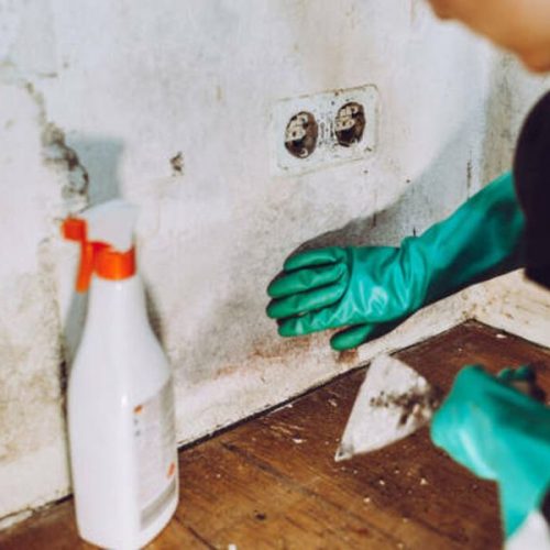 Penicillium and Cladosporium Treatment - Pro Environmental Testing