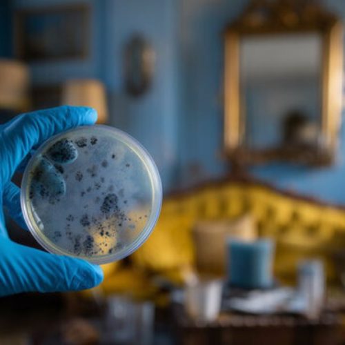 Surface Inspection after Mold Removal - Pro Environmental Testing